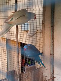 Parrocchetti dal collare