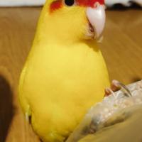 Pappagalli domestici