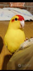 Pappagalli domestici