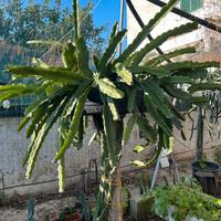 Cactus 🐉 Dragon Fruit 🐉