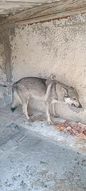Cane lupo Cecoslovacco
