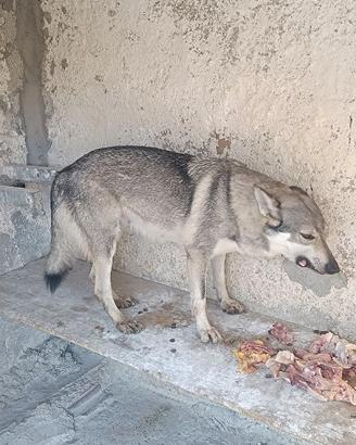Cane lupo Cecoslovacco