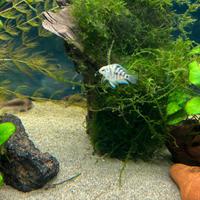 Ciclidi americani polar Convict