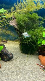 Ciclidi americani polar Convict