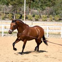 Cavallo