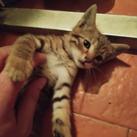 Gatto trovatello