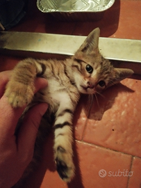 Gatto trovatello