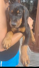 Dobermann cuccioli