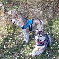 Cuccioli di alaskan malamute