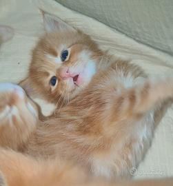 CUCCIOLI MAINE COON ROSSI 