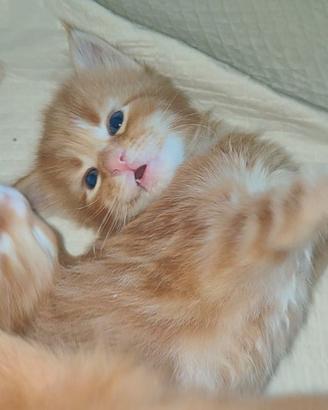 CUCCIOLI MAINE COON ROSSI 
