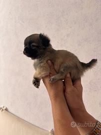 Cuccioli disponibili il nido di priscilla