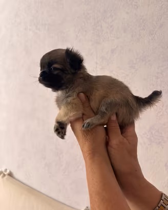 Cuccioli disponibili il nido di priscilla