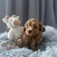 Maltipoo albicocca