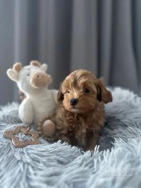 Maltipoo albicocca