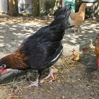 Galli Marans
