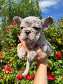 Bulldog francese Merlè