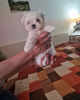 Cuccioli Maltese