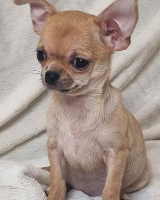 CHIHUAHUA CUCCIOLI FULVI DISPONIBILI - pag rateale