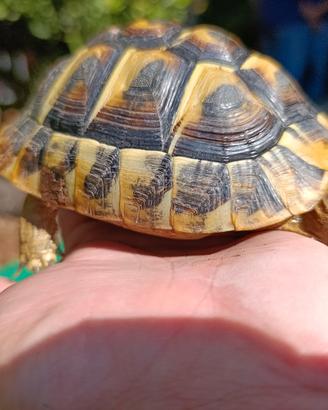 Tartaruga terra Hermanni maschio