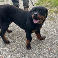 Rottweiler - adozione -