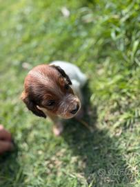 Cuccioli incrocio epagneul breton - setter