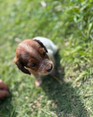 Cuccioli incrocio epagneul breton - setter