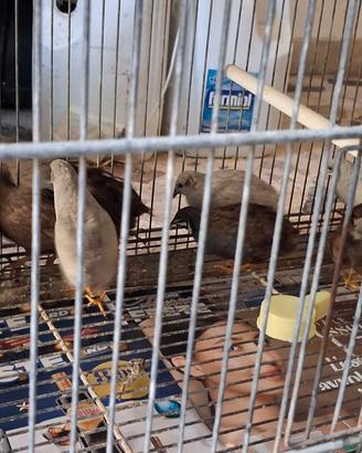 Quaglia di cina