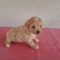Cuccioli di Maltipoo