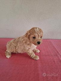 Cuccioli di Maltipoo