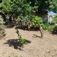 Terreno agricolo con alberi di frutto Partanna