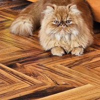 Gatta persiano con vaccini eseguiti