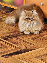 Gatta persiano con vaccini eseguiti