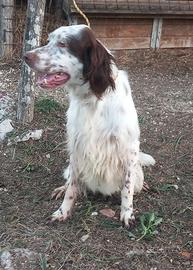 Setter inglese