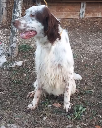 Setter inglese