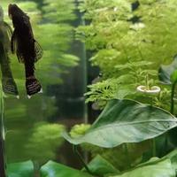 piantine acquario ANUBIAS