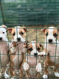American staffordshire terrier