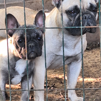 Bulldog Bouledogue francese