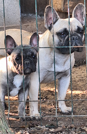 Bulldog Bouledogue francese