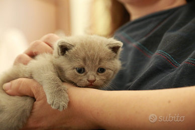 Batuffoli figli di British Shorthair Lilac e blu