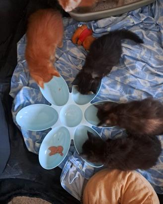 Cuccioli Maine coon
