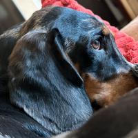 Cane Bassotto arlecchino standard