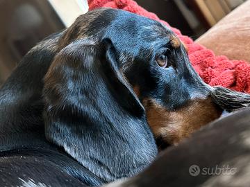 Cane Bassotto arlecchino standard