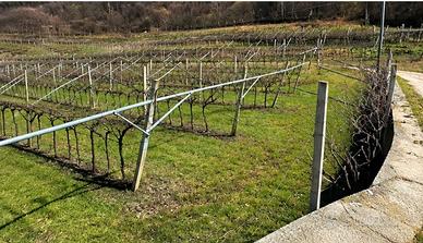 Vigneto Pinot Grigio a Mori -