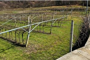 Vigneto Pinot Grigio a Mori -