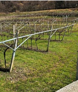 Vigneto Pinot Grigio a Mori -