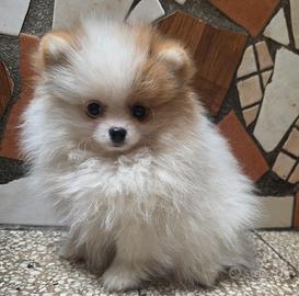 Spitz pomerania