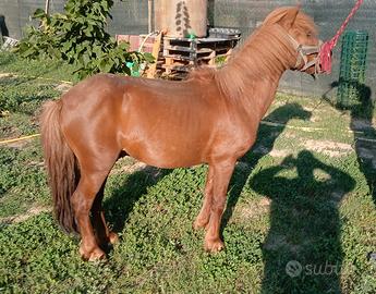 Pony