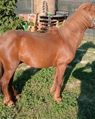 Pony