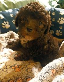 Barboncini silver Toy/nanetti